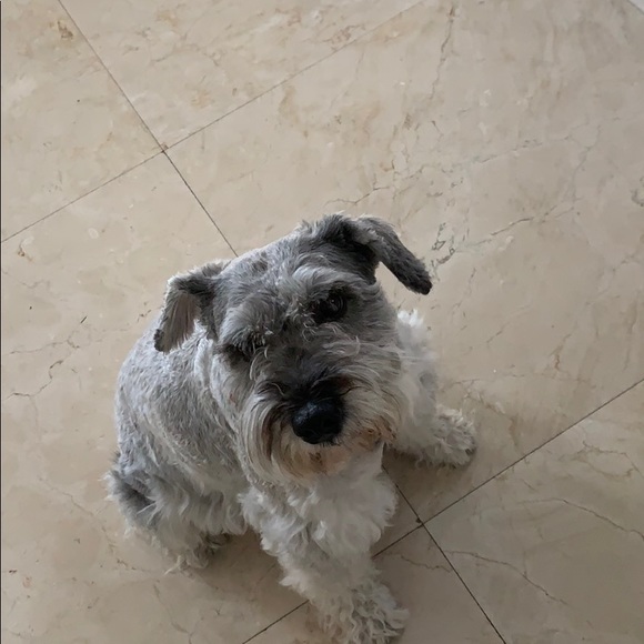 Meet your Posher, Oriana - Picture 1 of 1